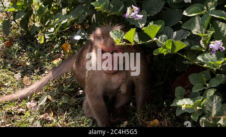 Monkey with infected neck hiding in a bush Stock Photo