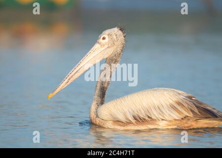 Pelican swimming on a lake Stock Photo