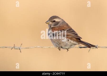 Cape Sparrow (Passer melanurus), adult female perched on a barbed wire, Western Cape, South Africa Stock Photo