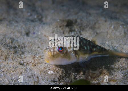 Full length of a Evileye puffer or Evileye blaasop fish light brown fish with spots on back and white belly (Amblyrhynchotes honckenii) Stock Photo
