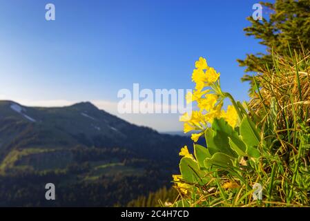 Yellow flowering cowslip (Primula auricula) in the Allgau Alps, Bavaria, Germany Stock Photo