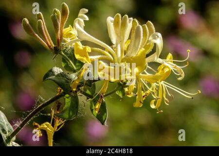 Lonicera periclymenum 'Scentsation' Stock Photo