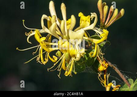 Honeysuckle Lonicera periclymenum 'Scentsation' Stock Photo