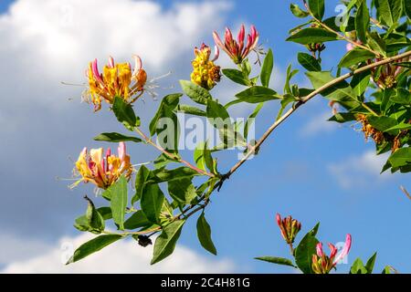 Honeysuckle Lonicera periclymenum 'Belgica' Stock Photo