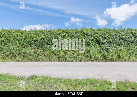 Typical high banked Cornish country lane in sunshine. The tall banked ...