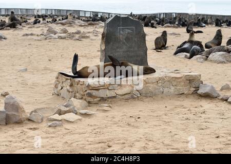 CAPE CROSS, NAMIBIA - JAN 31, 2016: Cape fur seal on the monument in memory of Peter Stephen Gouws. Cape Cross is biggest seal colony in Namibia Stock Photo