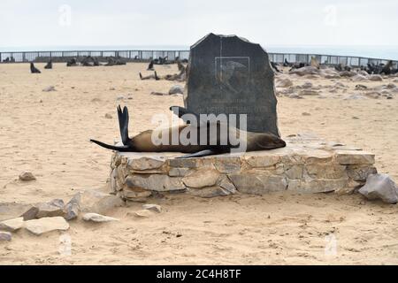 CAPE CROSS, NAMIBIA - JAN 31, 2016: Cape fur seal on the monument in memory of Peter Stephen Gouws. Cape Cross is biggest seal colony in Namibia Stock Photo