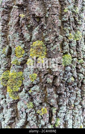 Natural Gray Old Tree Bark with lush Green Moss and Lichens. Image of bark pine tree. natural background, texture. close up to pine tree. Stock Photo