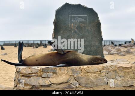 CAPE CROSS, NAMIBIA - JAN 31, 2016: Cape fur seal on the monument in memory of Peter Stephen Gouws. Biggest seal colony in Namibia Stock Photo