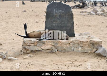 CAPE CROSS, NAMIBIA - JAN 31, 2016: Cape fur seal on the monument in memory of Peter Stephen Gouws. Biggest seal colony in Namibia Stock Photo