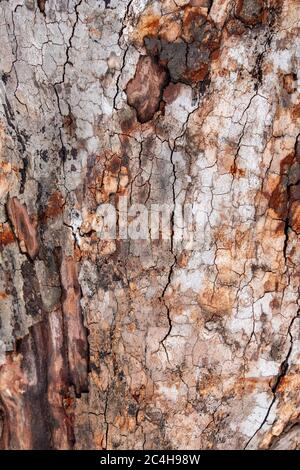 Natural Gray Old Tree Bark with lush Green Moss and Lichens. Image of bark pine tree. natural background, texture. close up to pine tree. Stock Photo