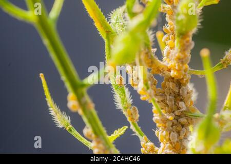 National Insect Week 2020  - Macro shot of a colony of Mealy cabbage aphids (Brevicoryne brassicae ) on wildflowers Stock Photo