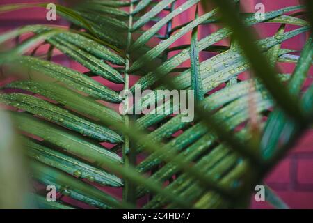 close-up of palm tree leaf outdoor covered in raindrops shot at shallow depth of field Stock Photo