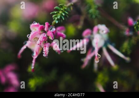 native Australian grevillea lanigera plant with pink flowers covered in raindrops shot at shallow depth of field Stock Photo