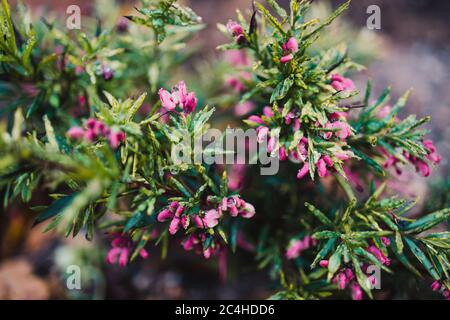 native Australian grevillea plant with pink flowered covered in raindrops shot at shallow depth of field Stock Photo