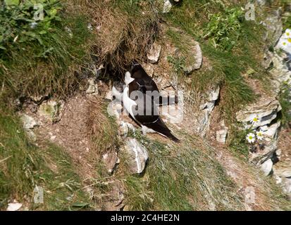 A pair of Razorbills sit at their nest ledge on the cliffs at Bempton. A well fledged chick has emerged from the crevasse to be feed by the parents. Stock Photo