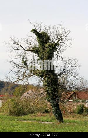 Curiously strange looking large old tree with small dry branches without leaves completely covered with dark green crawler plants Stock Photo