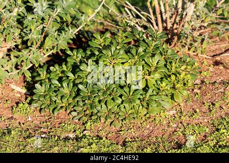 Japanese cheesewood or Pittosporum tobira or Australian laurel or Japanese pittosporum or Mock orange evergreen shrub plant with thick green oval Stock Photo