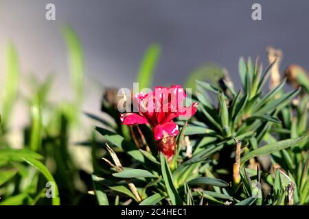 Single Carnation or Dianthus caryophyllus or Clove pink small herbaceous perennial red flower with partially withered petals Stock Photo