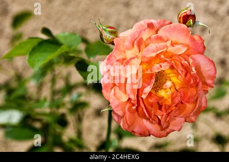 Rosier feuilles hi-res stock photography and images - Alamy