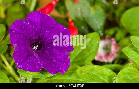 Water Droplets on a Beautiful Deep Purple Petunia Stock Photo