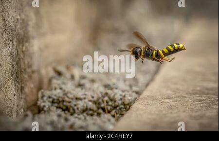 Digger Wasp (Ectemnius Lituratus) hovering outside the entrance to its nest / burrow Stock Photo