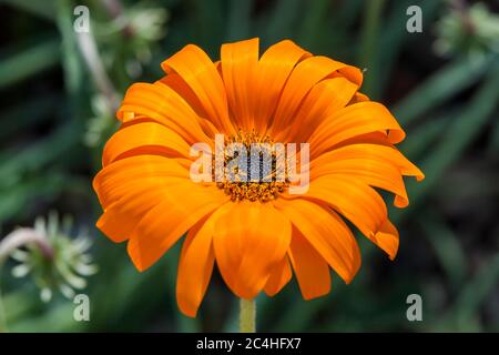 Arctotis acaulis South Africa flower plant commonly known as tufted arctotis or marigold Stock Photo