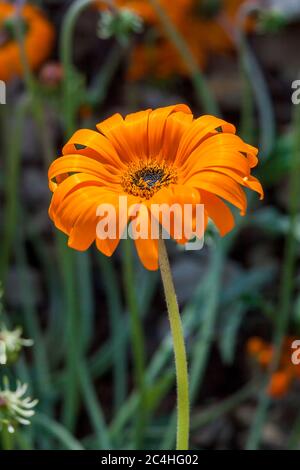 Arctotis acaulis South Africa flower plant commonly known as tufted arctotis or marigold Stock Photo