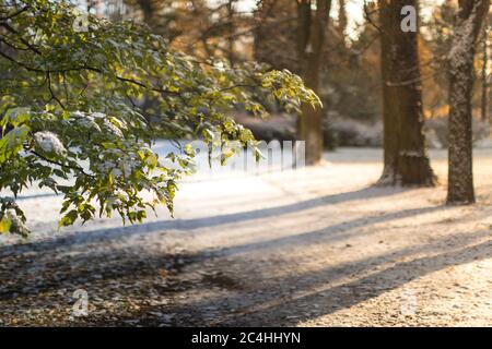 First snow in late autumn. Tree branch with green leaves covered of the first snow, selective soft focus, blurred background. Stock Photo