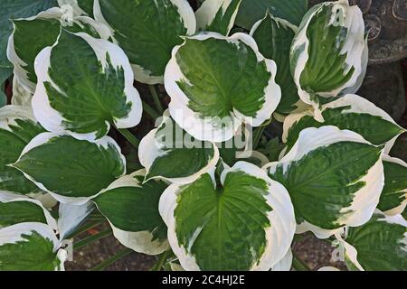 Green/white variegated Hosta Leaves Stock Photo