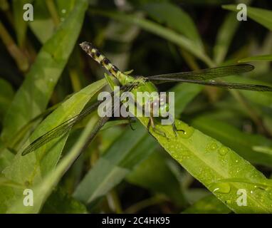 An Eastern Pondhawk dragonfly on a dewy leaf awaits the day's action Stock Photo