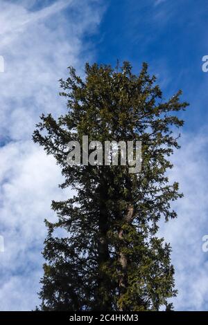 pine tree in the front and blue sky in the background. focus on infinity. Stock Photo