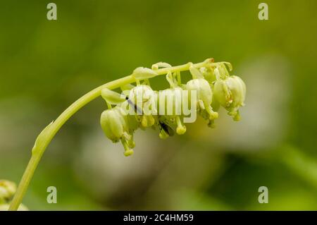 Serrated or Nodding Wintergreen - Orthilia secunda Stock Photo