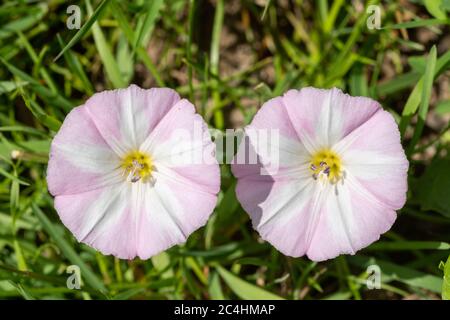 Pink and white flowers of the common weed, field bindweed (Convolvulus arvensis), UK Stock Photo