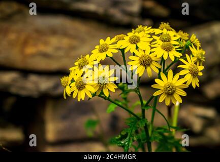Beautiful wild flowers against a stone wall Stock Photo