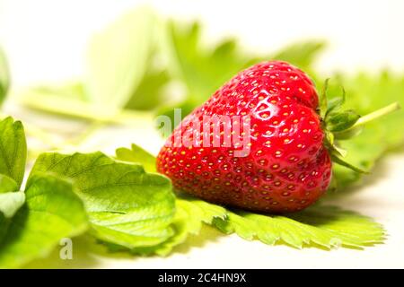 Red and ripe strawberry in the leaves on a white background - Isolate Stock Photo