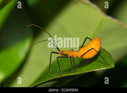 Milkweed assassin bug nymph hunting for small insects in plant foliage at night. Classified as true bugs in the hemiptera order. Stock Photo