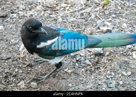 European Magpie on the ground Stock Photo