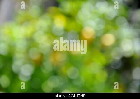 Abstract green bokeh background.Spring abstract background, blurred sun light - bokeh. Stock Photo