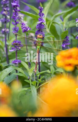 A female Common Green Darner dragonfly on lavender framed by with marigold flowers at Toronto's Rosetta McClain Gardens. Stock Photo