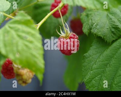 Raspberry fruit plant Stock Photo