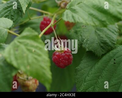 Raspberry fruit plant Stock Photo