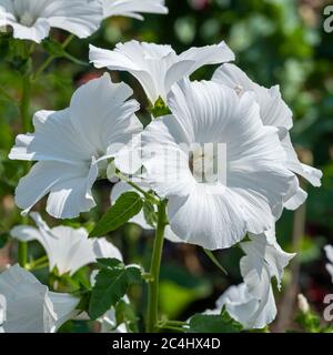 Beautiful large pure white Lavatera tree mallow flowers in a garden Stock Photo