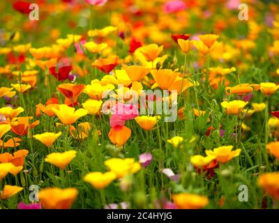 Colourful display of California and Mexican poppies in a sunny garden Stock Photo