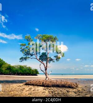 Mangrove tree, West coast Malaysia, Port Dickson, Rhizophora sp Stock Photo