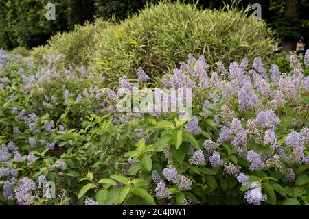 Paris floral garden landscape. Lilak flowers on a green background. Stock Photo