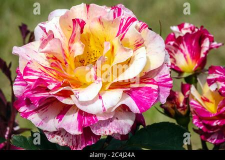 Rose flower Rosa 'Maurice Utrillo' striped flowers Hybrid Tea rose Stock Photo