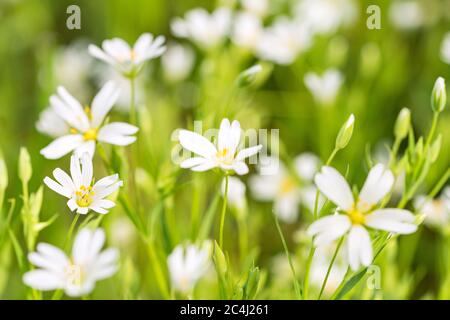 Background: Beautiful white flowers on a green meadow in spring Stock Photo