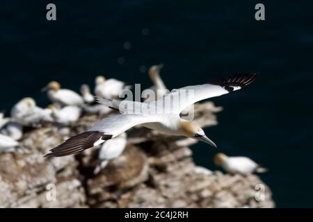 Sixty percent of the world's population of Northern Gannet breed around the UK coastline. They prefer rocky islands or precipitous cliffs Stock Photo