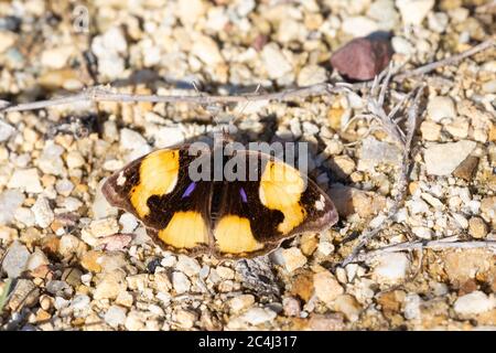 Yellow Pansy Butterfly (Junonia hierta cebrene) on ground with wings open. Westernc Cape, South Africa Stock Photo
